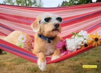 Top: 13 Dog-Friendly Vacation Destinations in USA for Pooches